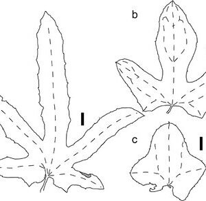 ASHANTI NATURAL AFRICAN BLACK BAR ARGAN OIL